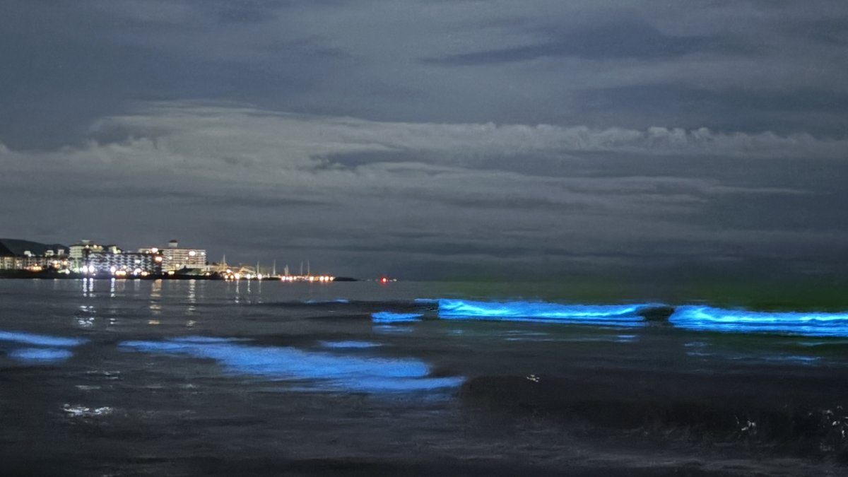 波打ち際で青白く発光する夜光虫